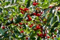 Red sour or tart cherries growing on a cherry tree. Ripe Prunus cerasus fruits and green tree foliage Royalty Free Stock Photo