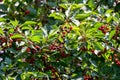 Red sour or tart cherries growing on a cherry tree. Ripe Prunus cerasus fruits and green tree foliage Royalty Free Stock Photo