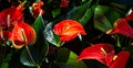 Red spadix tree Royalty Free Stock Photo