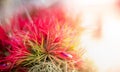 The red Spanish moss Tillandsia usneoides hanging on the wall for background Royalty Free Stock Photo