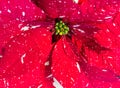 Red Sparkle Poinsettia