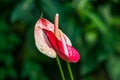 red spathe flower