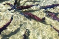 Spawning sockeye salmon