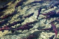 Spawning sockeye salmon Royalty Free Stock Photo