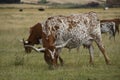 Texas Longhorn cow eating grass Royalty Free Stock Photo