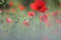 bright flowers of poppies