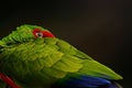 Red-spectacled Amazon Parrot wing and eye Royalty Free Stock Photo