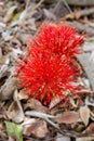 Red sphere flower(fireball lily)in Victoria Falls