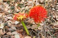 Red sphere flower(fireball lily)in Victoria Falls