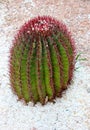 Red spherical cactus Royalty Free Stock Photo