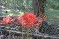 Red spider lilies