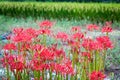 Red Spider Lily Patch Royalty Free Stock Photo