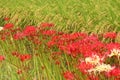 Red Spider Lilies, or higanbana, Royalty Free Stock Photo