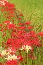 Red Spider Lilies, or higanbana, Royalty Free Stock Photo