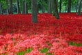 Red spider lilies at Manjyusyage Park