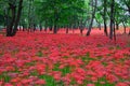 Red spider lilies at Manjyusyage Park