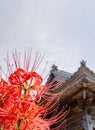 Red Spider Lilly in Japan called Higanbana Royalty Free Stock Photo