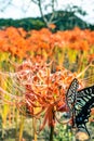 Red Spider Lilly in Japan called Higanbana Royalty Free Stock Photo