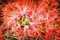 Red Spider Lilly in Japan called Higanbana Royalty Free Stock Photo