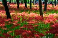 Red spider lily