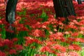 Red spider lily