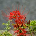 Red spider lily, Lycoris radiata