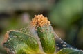 Red spider mite infestation Royalty Free Stock Photo