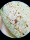 Red spider mite injure on bean Royalty Free Stock Photo