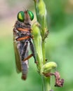 Rainbow robberfly Royalty Free Stock Photo