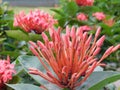 Red spike flower / Ixora flower pink coloured flower looking beautiful.