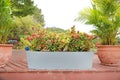 Red spike flower in long cement pot in garden decoration. Rubiaceae Ixora coccinea