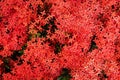 Red spike flowers