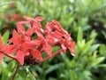 Red spike flowers in the morning