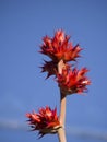 Red spiky flower in bloom