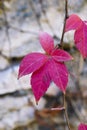 Red spiky leaf with out of focus stone background