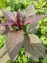 Red spinach focus at leaves