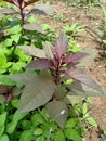 Green background and Red spinach focus at leaves