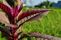Red spinach leafs and few water drops Royalty Free Stock Photo