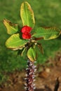 Red spiny flower in Sharm El Sheikh