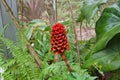 Red Spiral Ginger in tropical garden Royalty Free Stock Photo