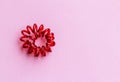 Red spiral rubber band twisted. Elastic hair tie on pink background close-up, copy space