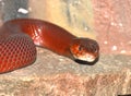 Red Spitting cobra Royalty Free Stock Photo