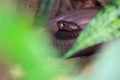 Red spitting cobra Royalty Free Stock Photo