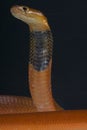 Red spitting cobra / Naja pallida Royalty Free Stock Photo