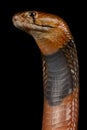 Red spitting cobra Naja pallida Royalty Free Stock Photo