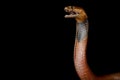 Red spitting cobra Naja pallida Royalty Free Stock Photo