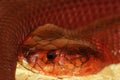 Red Spitting Cobra Royalty Free Stock Photo