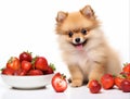 red spitz puppy with strawberries