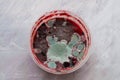 Red spoiled moldy smoothie in plastik bowl on grey marble background with copy space