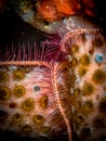 Red sponge brittle star on the reef in the Carribbean Sea, Roatan, Bay Islands, Honduras Royalty Free Stock Photo